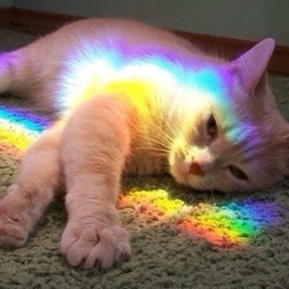 Meet your Posher, Squid - Picture 1 of 1